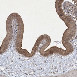 NRBP2 Antibody, Novus Biologicals 25 &mu;L; Unlabeled:Antibodies, Polyclonal